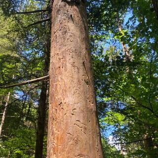 Baum ohne Rinde, Foto: Franziska Simon