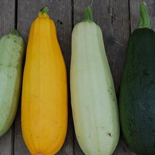 Zucchini, Bild: pixabay