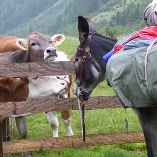 Mauleselin und Almvieh treffen sich am Zaun, Foto: Albert Schweizer