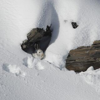 Gut getarner Schneehase, Foto: Stefan Neuhauser