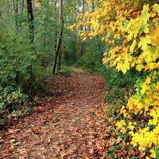 Wanderweg im Wald, Foto: pixabay