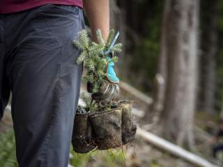 Eine Person hält Baumsetzlinge in der Hand