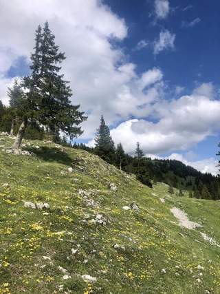 Eine Blumenwiese an einem Berghang, Im Hintergrund ein Wald