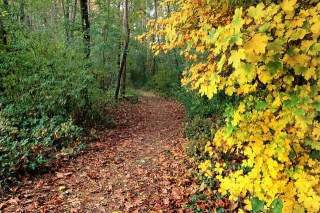 Ein Wanderweg mit Laub bedeckt, der in einen Wald rein führt