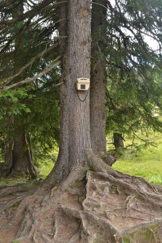 baumtelefon-allgaeu-danielsautter-web_id83422.jpg